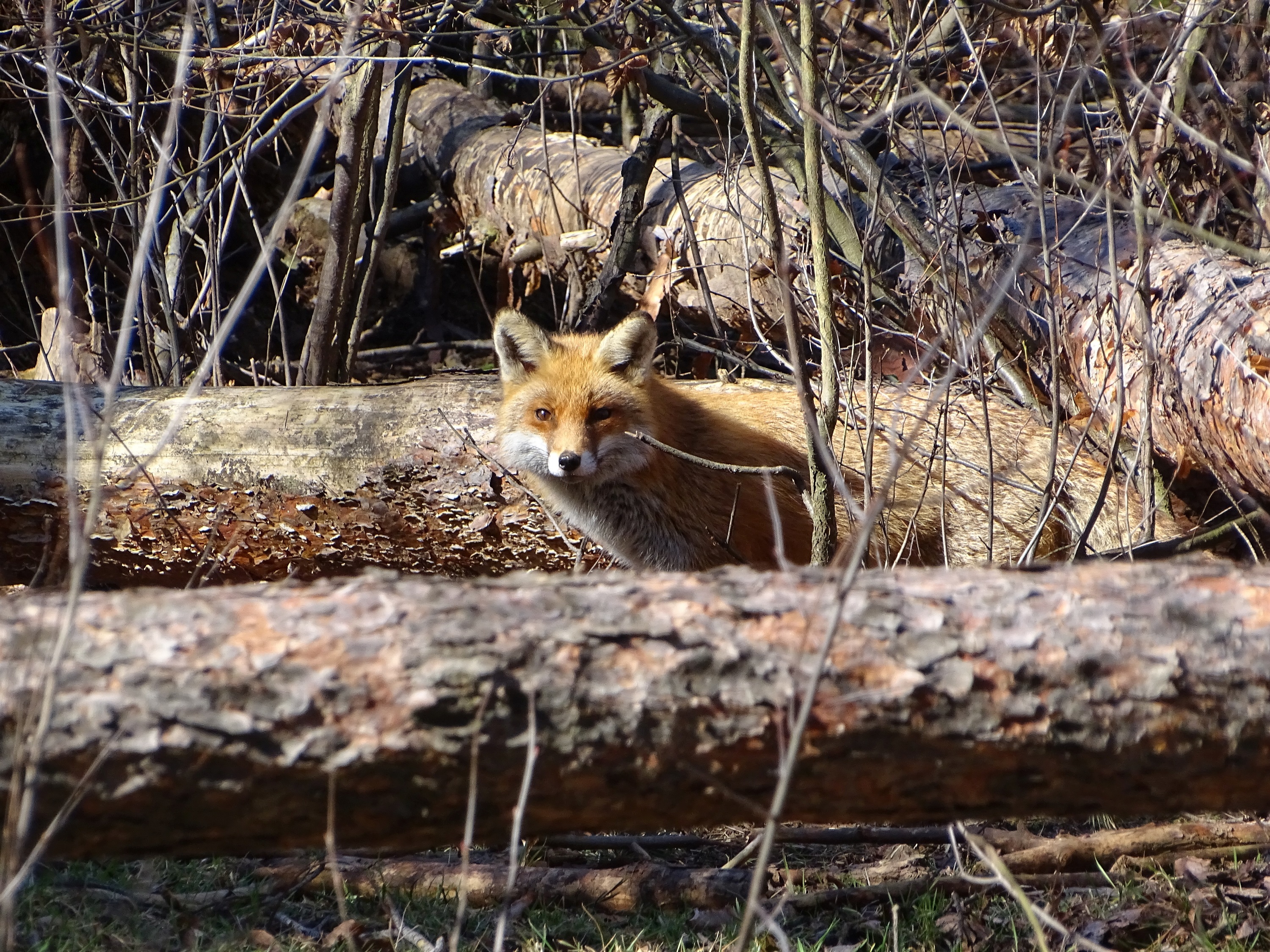Fuchs im Wald zwischen Baumstämmen