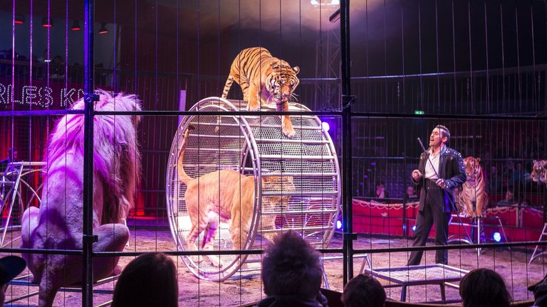 Zirkus Charles Knie