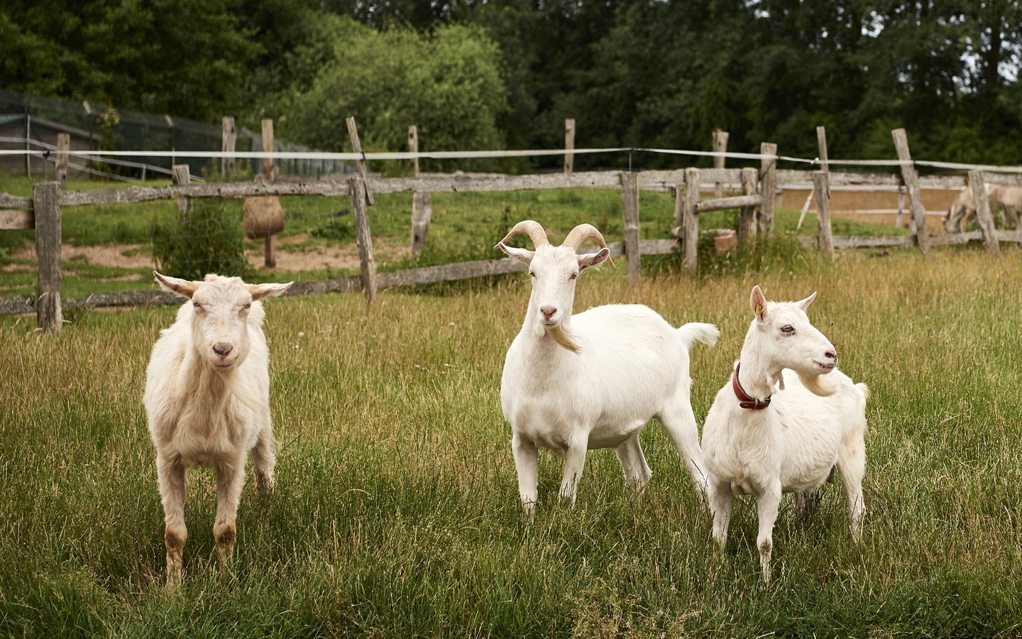 Ziegen aus dem Tierschutzzentrum Weidefeld stehen auf grüner Wise mit Bäumen im Hintergrund 