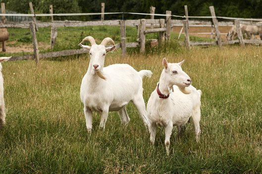 Ziegen aus dem Tierschutzzentrum Weidefeld stehen auf grüner Wise mit Bäumen im Hintergrund 