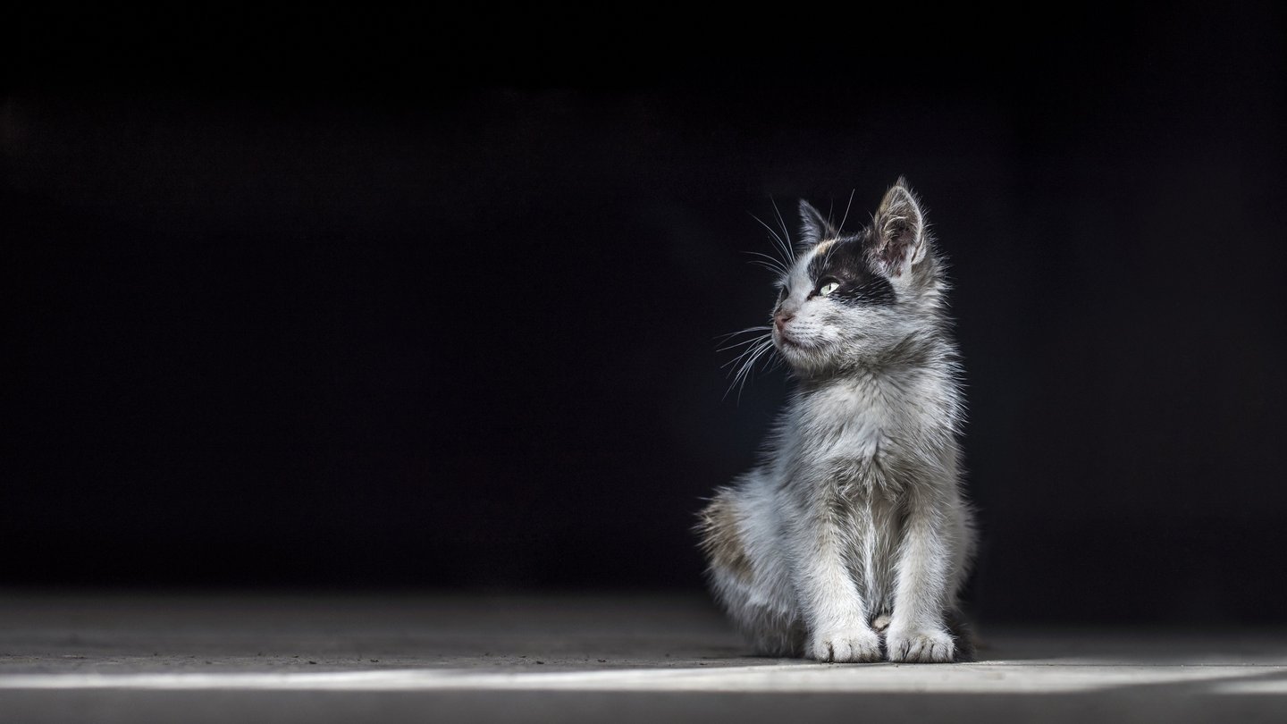 Eine Straßenkatze in einem dunklen Raum 