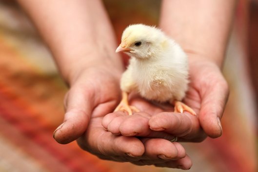 Zwei übereinanderliegende Hände halten ein Küken