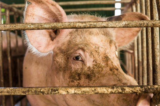 Ein Schwein steht in einer engen Haltungsbucht und schaut eindringlich zwischen den Gitterstäben hindurch
