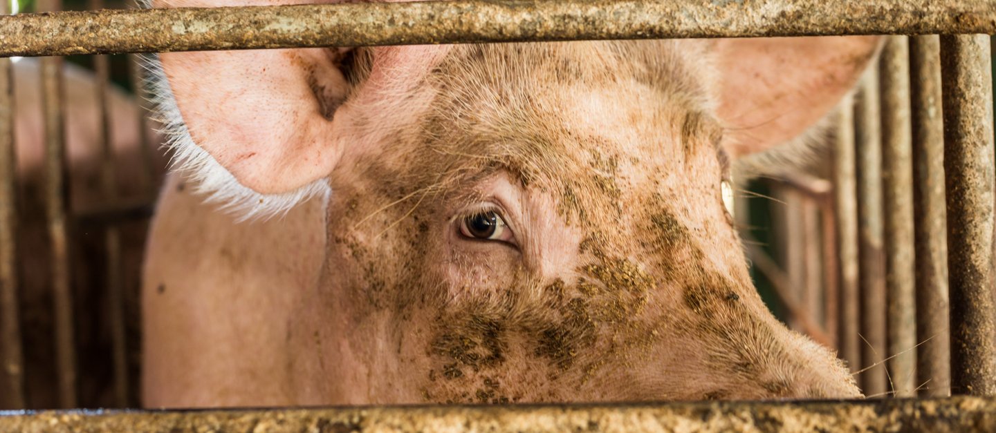 Ein Schwein steht in einer engen Haltungsbucht und schaut eindringlich zwischen den Gitterstäben hindurch