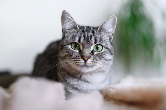 Schöne Hauskatze schaut in die Kamera