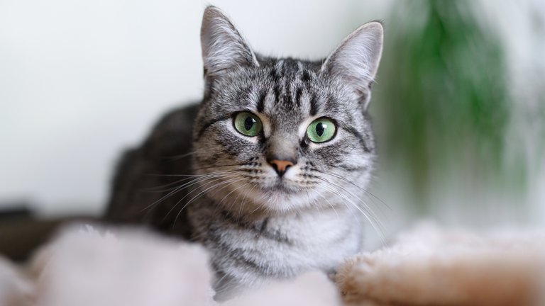 Schöne Hauskatze schaut in die Kamera