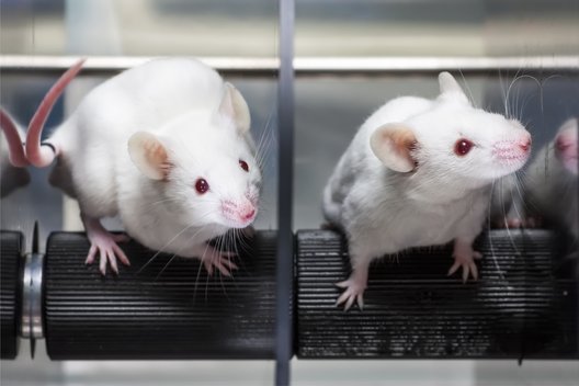 Zwei Ratten in einem Tierversuch