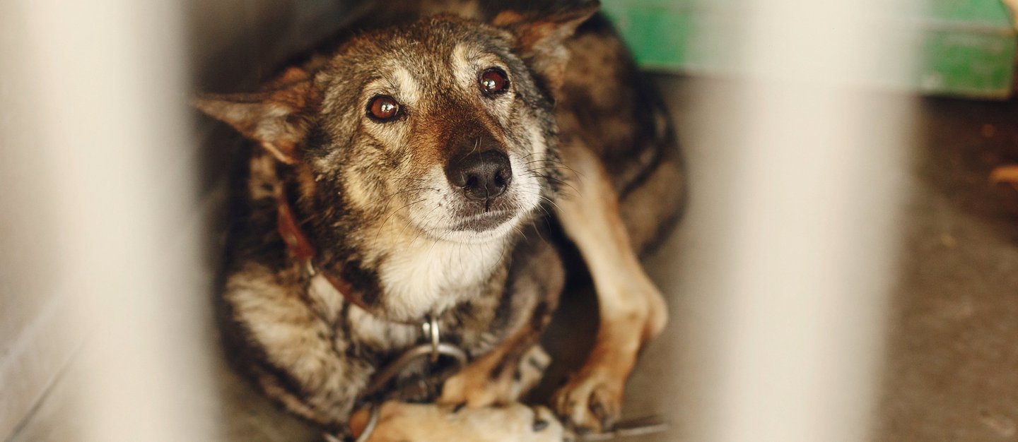ein verängstigter Hund liegt angekettet in der Ecke und schaut traurig in die Kamera