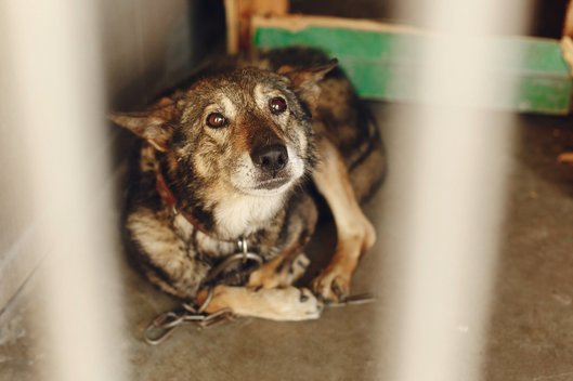 ein verängstigter Hund liegt angekettet in der Ecke und schaut traurig in die Kamera