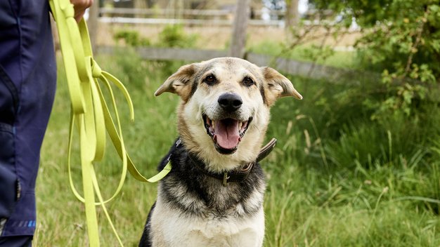 Rehahund Rocky sitzt und schaut in die Kamera und wird von einem Tierpfleger an der Leine gehalten