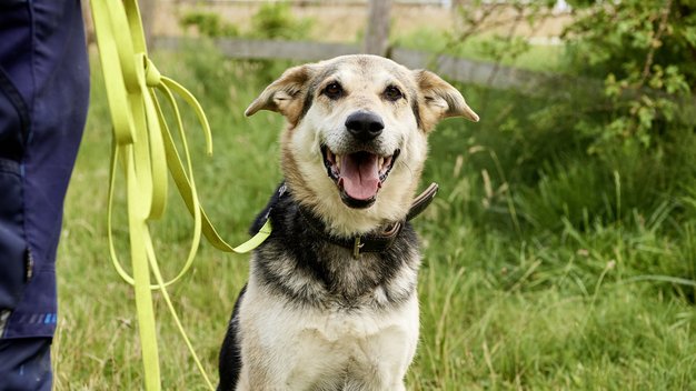 Rehahund Rocky sitzt und schaut in die Kamera und wird von einem Tierpfleger an der Leine gehalten