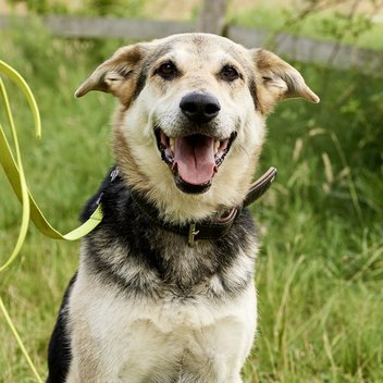 Rehahund Rocky sitzt und schaut in die Kamera und wird von einem Tierpfleger an der Leine gehalten