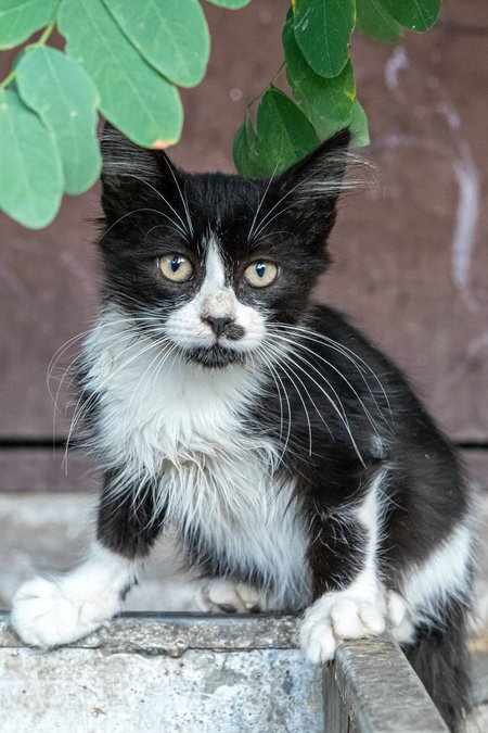 Auf einer grauen Mauer sitzt eine zerzaust aussehende schwarz-weiße Straßenkatze. 