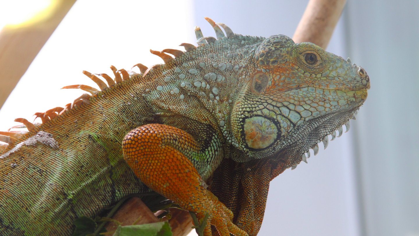 Leguan im Tierheim