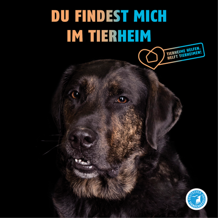 Kampagnenmotiv zu "Tierheime Helfen" mit einem großen, dunklen Hund, der in die Kamera schaut.