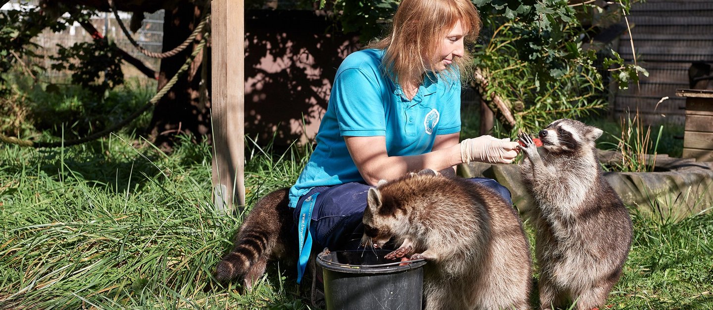 Tierpflegerin hockt im Tierschutzzentrum Weidefeld auf Wiese und füttert 3 Waschbären