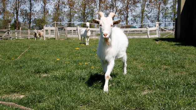 Ziegenbock Clyde auf einer Wiese im Tierschutzzentrum Weidefeld