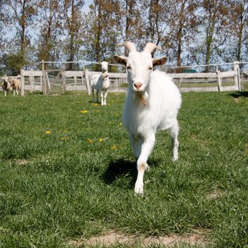 Ziegenbock Clyde auf einer Wiese im Tierschutzzentrum Weidefeld