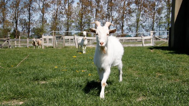 Ziegenbock Clyde auf einer Wiese im Tierschutzzentrum Weidefeld