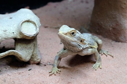 Eine Bartagame sitzt im Tierschutzzentrum Weidefeld im Sand