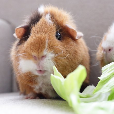 Zwei Meerschweinchen knabbern an einem Salatblatt