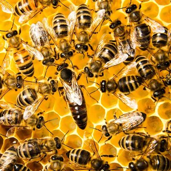 Ein Bienenstock mit vielen Bienen und der Bienenkönigin