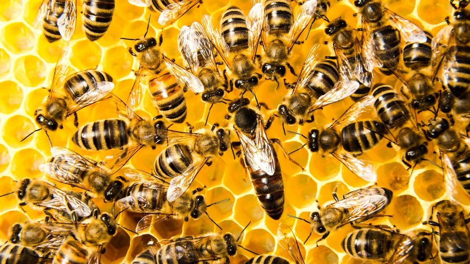 Ein Bienenstock mit vielen Bienen und der Bienenkönigin