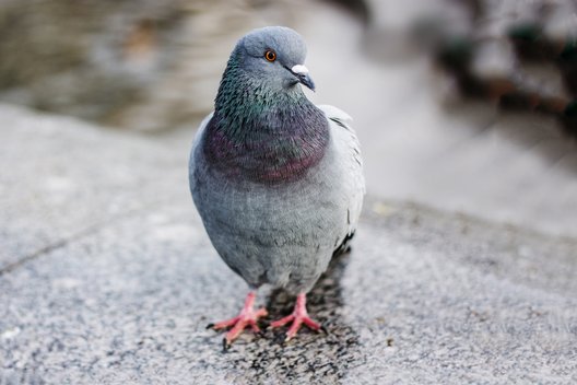 Portrait einer auf der Straße gehenden Taube 