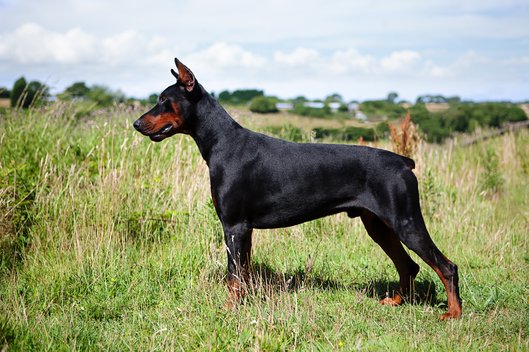 Seitenprofil eines Dobermann-Rüden mit kupierten Ohren und Rute