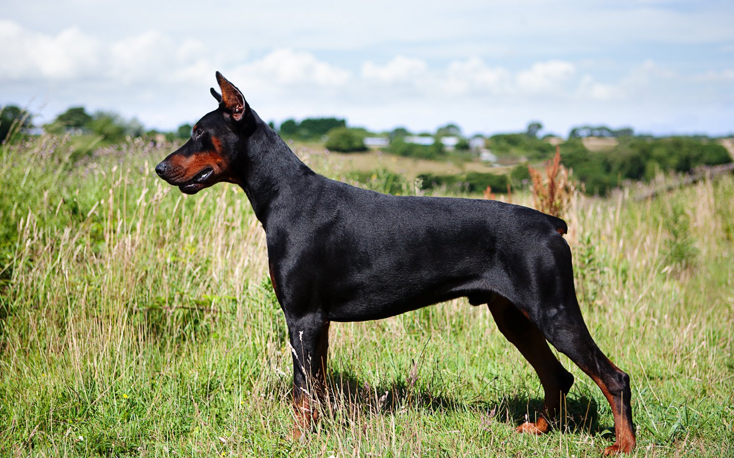 Seitenprofil eines Dobermann-Rüden mit kupierten Ohren und Rute