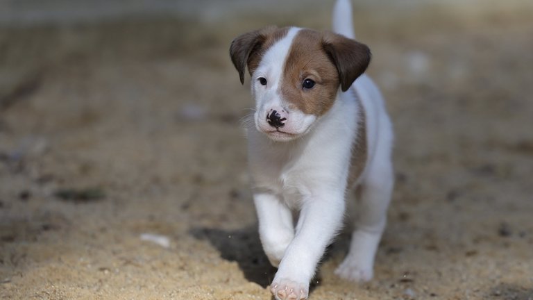 Hundewelpe Nala läuft über sandigen Boden