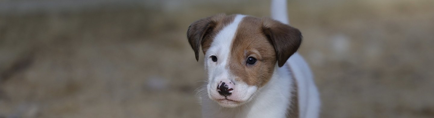 Hundewelpe Nala läuft über sandigen Boden