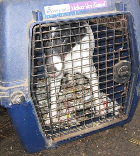 Ein Hund schaut aus einer Transportbox