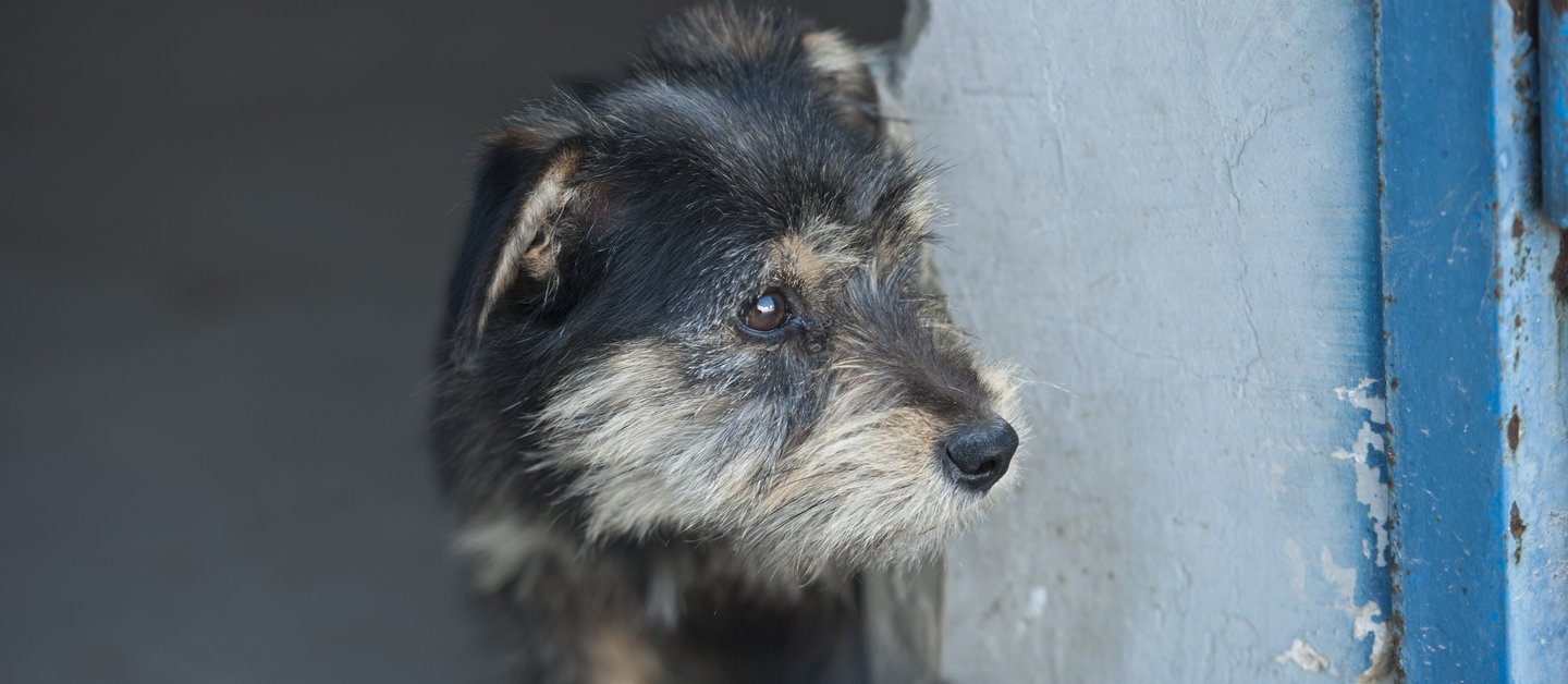 Ein schwarz-brauner Hund lugt hinter eine Wand hervor