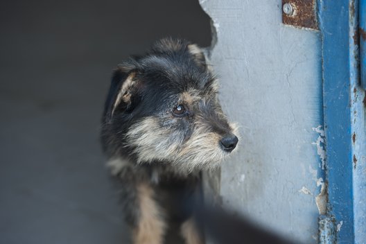 Ein schwarz-brauner Hund lugt hinter eine Wand hervor