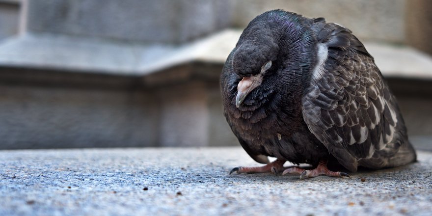 Taube sitzt zusammengekauert in der Stadt