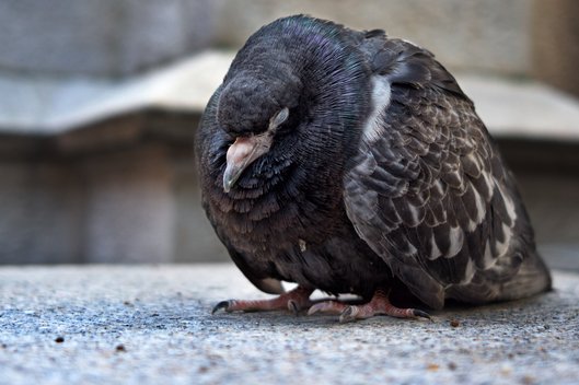 Taube sitzt zusammengekauert in der Stadt