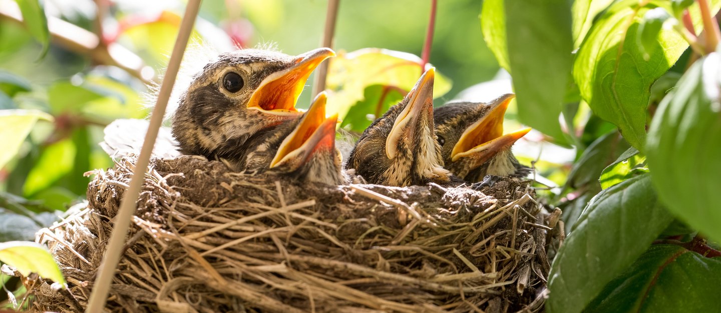 Four Baby Birds in a Nest