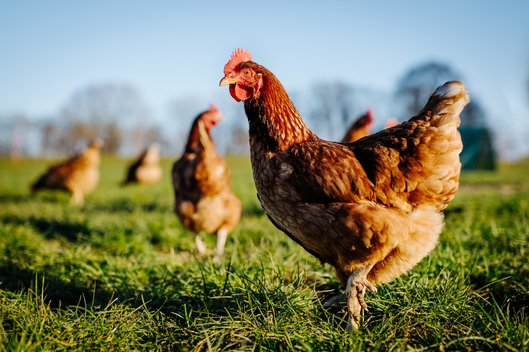 mehrere Hühner stehen auf einer grünen Wiese