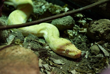 Tigerphyton Citrus im Tierschutzzentrum Weidefeld