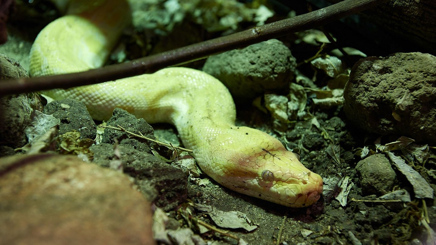 Tigerphyton Citrus im Tierschutzzentrum Weidefeld
