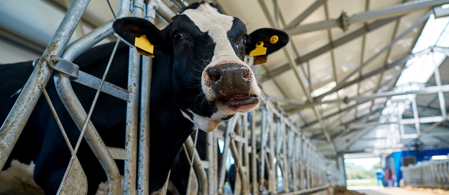 1160513420 beautiful cows in a modern barn