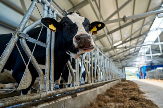 beautiful cows in a modern barn