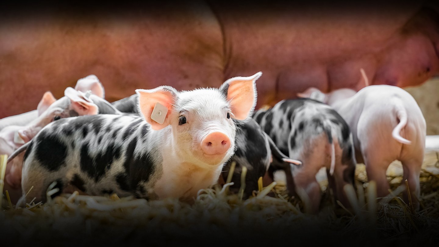 Ein Ferkel blickt in die Kamera
