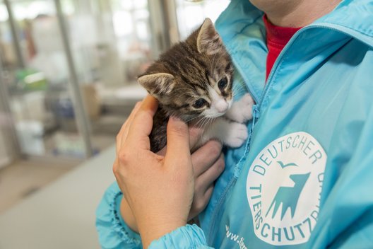 Arbeit im Tierheim Berlin