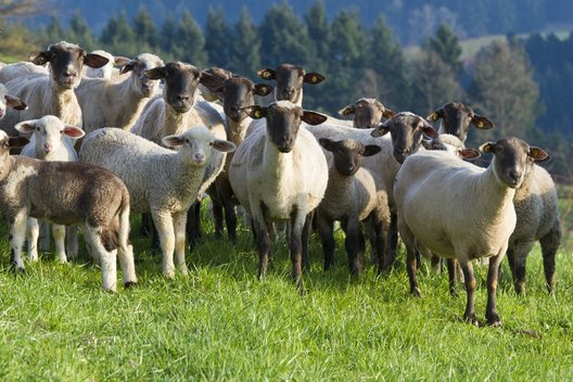 Artgerechte Haltung von Schafen auf einer Weide