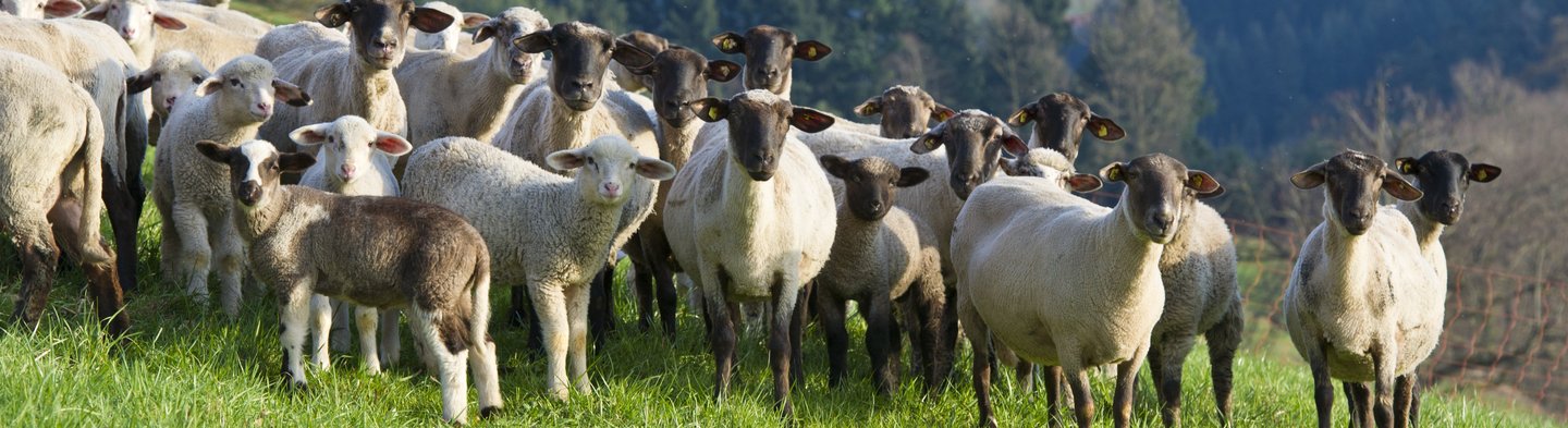 Artgerechte Haltung von Schafen auf einer Weide