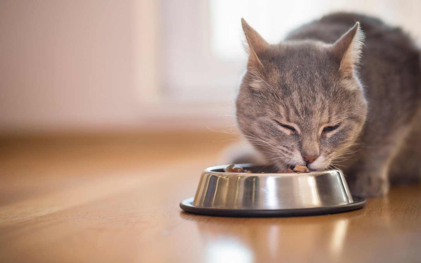 Katze frisst aus silbernem Napf