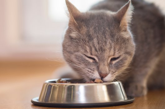 Katze frisst aus silbernem Napf