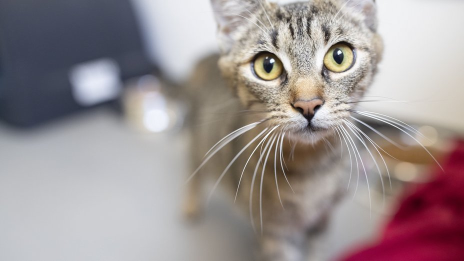 Kampagnenmotiv_Katze_getigert_Kamerablick_c_DTSchB Nahaufnahme einer getigerten Katze, die auf die neugierig auf die Kamera zuläuft